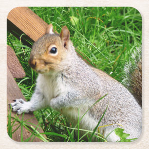 Cute Wild Grey Squirrel (UK ) Square Paper Coaster
