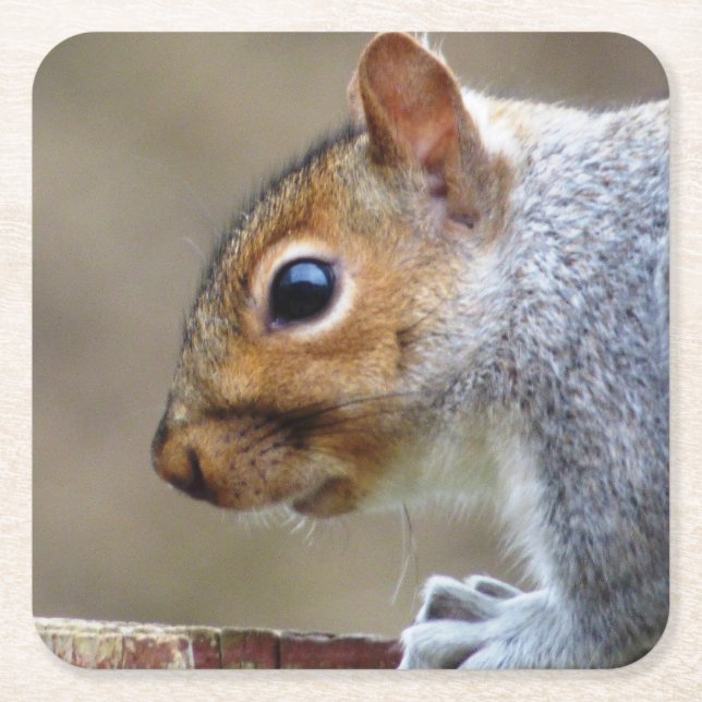 Cute Wild Grey Squirrel (UK ) Square Paper Coaster (Front)
