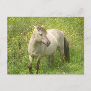 Cute Wild Horse DIY Postcard
