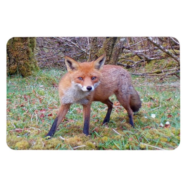 Cute Wild Red Fox Woodland Flexi Photo Magnet (Horizontal)