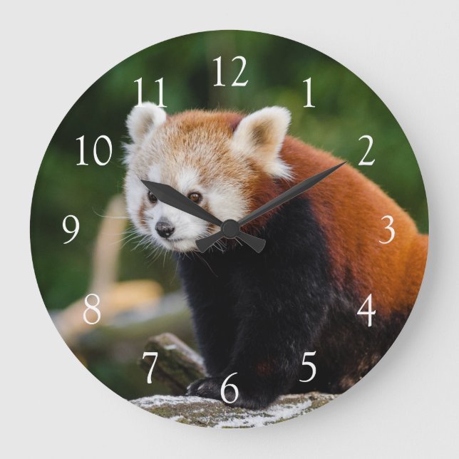 Cute Wild Red Panda Photo Large Clock (Front)