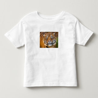 Cute Wild Tiger Photo Toddler T-Shirt