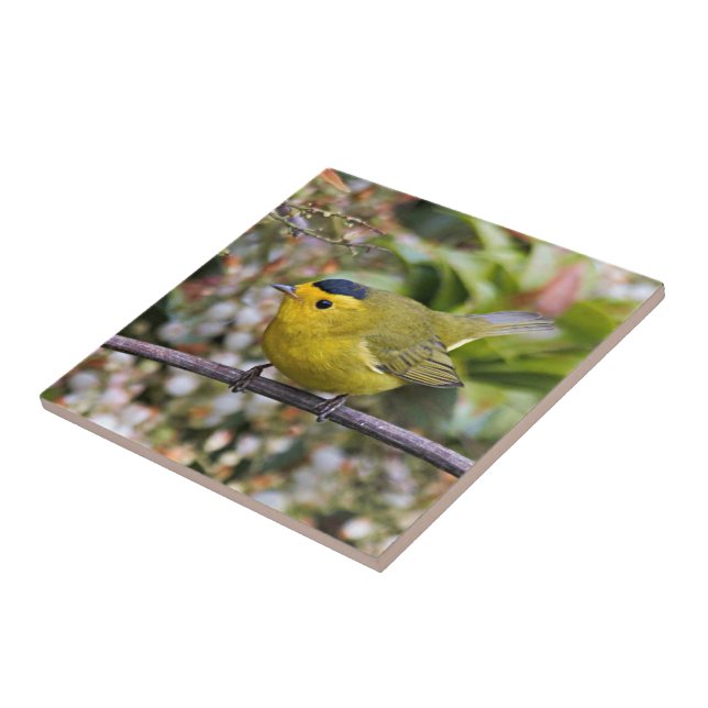 Cute Wilson's Warbler Songbird on the Grapevine Ceramic Tile (Side)