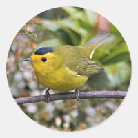 Cute Wilson's Warbler Songbird on the Grapevine