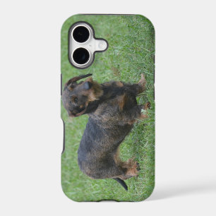 Cute Wire Haired Dachshund