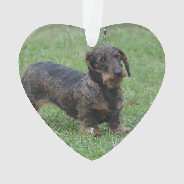 Cute Wire Haired Dachshund Ornament (Back)