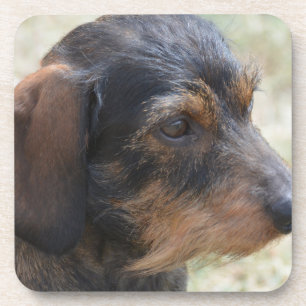 Cute Wire Haired Dashchund Coaster