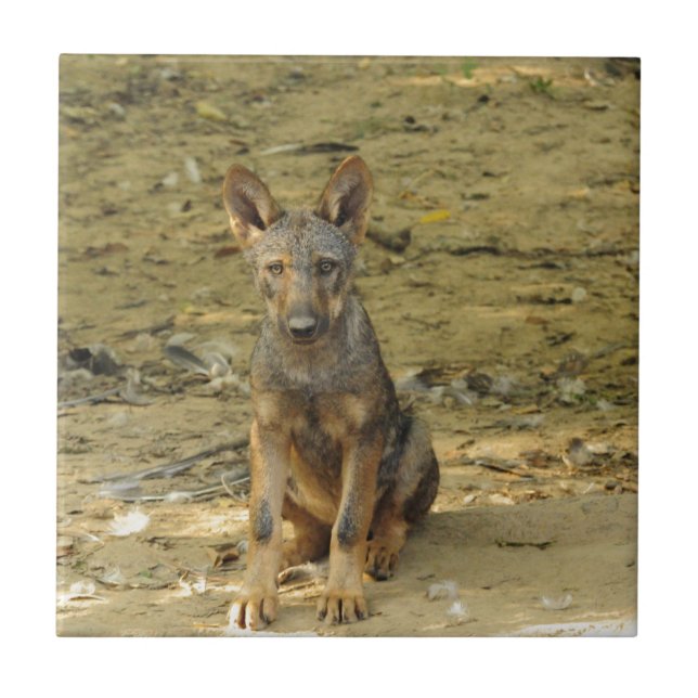 Cute Wolf Cub Ceramic Tile (Front)