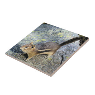 Cute Woodland Chipmunk Rodent Wildlife Photography Ceramic Tile