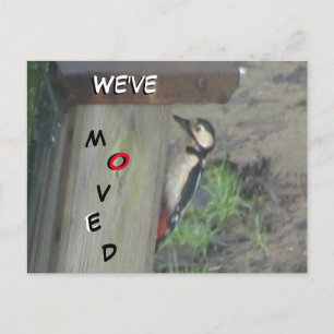 Cute Woodpecker on Nest Box We've Moved Postcard