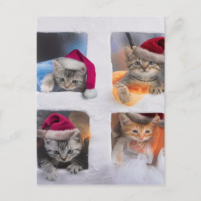 Cute X-mas kittens in windows Postcard (Front)