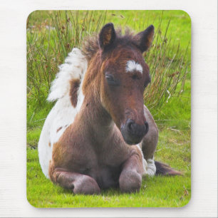 Cute Yearling Foal mousepad