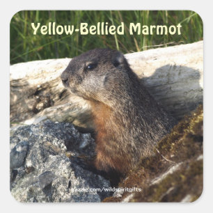 Cute Yellow-bellied Marmot Wildlife Sticker