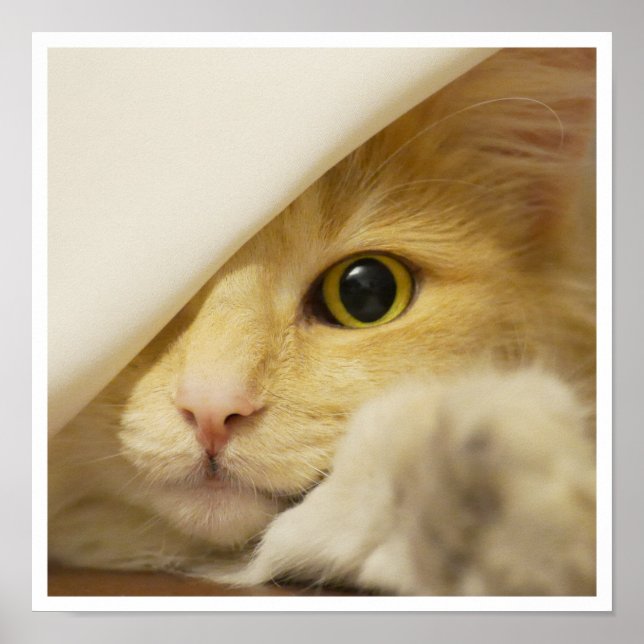 Cute Yellow Cat Face Peeking Out from Sheet Poster (Front)