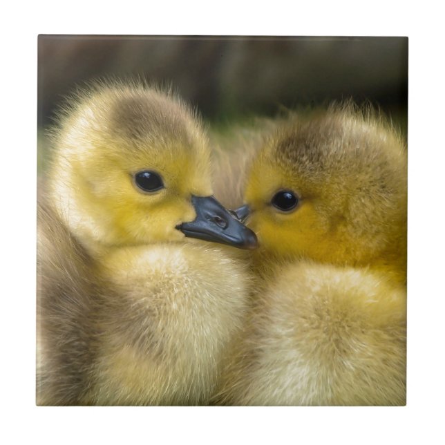 Cute Yellow Fluffy Ducklings, Baby Ducks Ceramic Tile (Front)