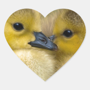 Cute Yellow Fluffy Ducklings, Baby Ducks Heart Sticker
