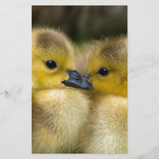 Cute Yellow Fluffy Ducklings, Baby Ducks Stationery