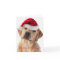 Cute Yellow Lab dog with Santa Hat Christmas card