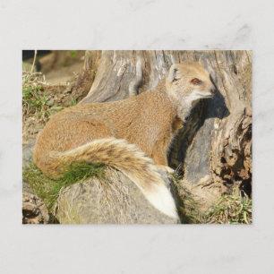 Cute Yellow Mongoose Postcard