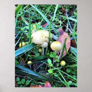 Cute Yellow Mushrooms, Oregon Poster