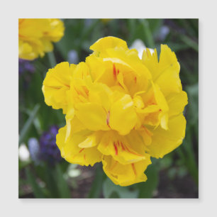 Cute yellow tulips in the garden