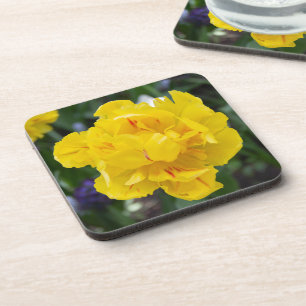 Cute yellow tulips in the garden coaster