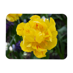 Cute yellow tulips in the garden magnet