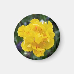 Cute yellow tulips in the garden magnet