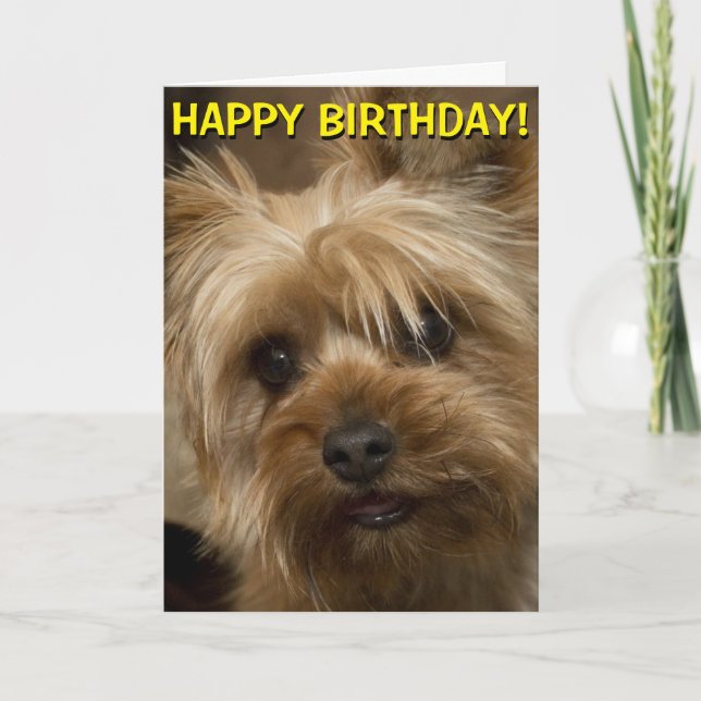 Cute Yorkie birthday card (Front)