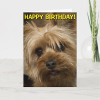 Cute Yorkie birthday card