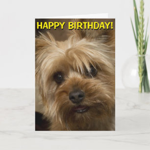 Cute Yorkie birthday card