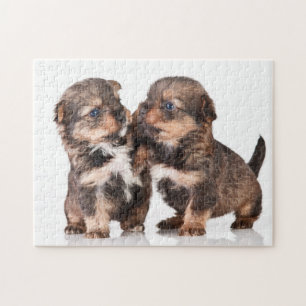 Cute Yorkshire Puppies Jigsaw Puzzle