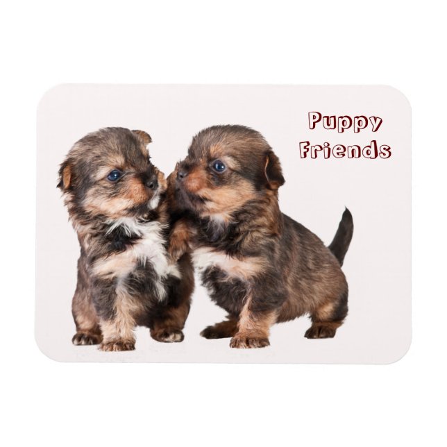 Cute Yorkshire Puppies Magnet (Horizontal)