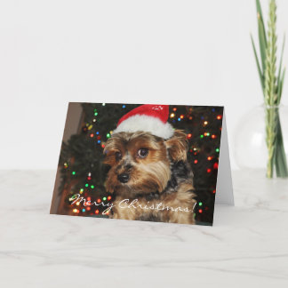 Cute Yorkshire Terrier Christmas Card