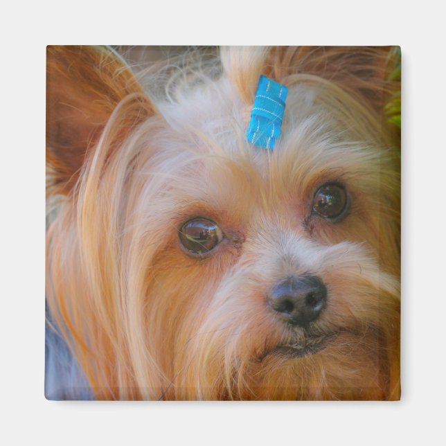 Cute Yorkshire Terrier Dog Head Magnet (Front)