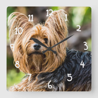 Cute Yorkshire Terrier Dog in garden Square Wall Clock