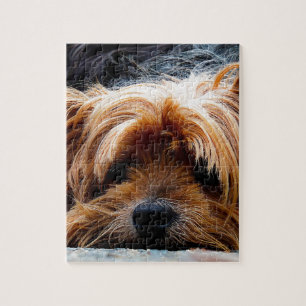 Cute Yorkshire Terrier Dog Jigsaw Puzzle