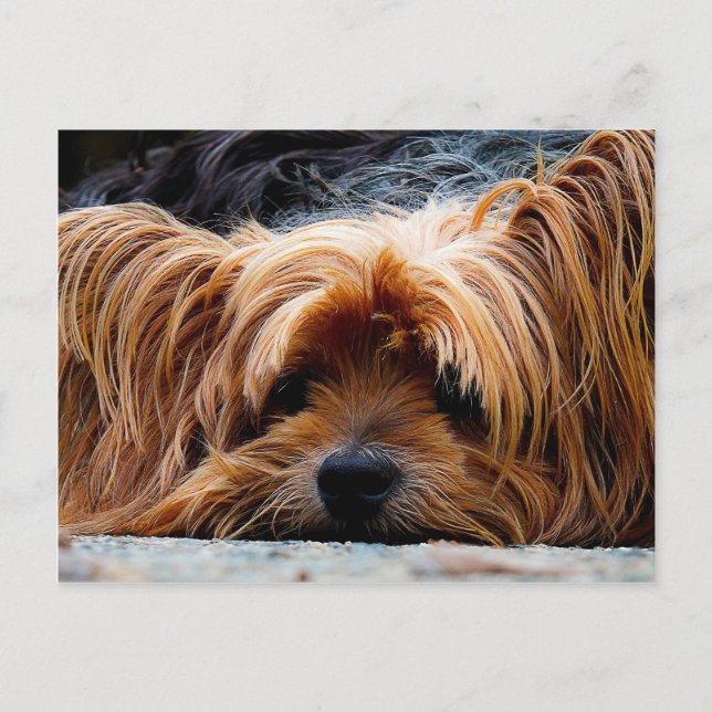 Cute Yorkshire Terrier Dog Postcard (Front)