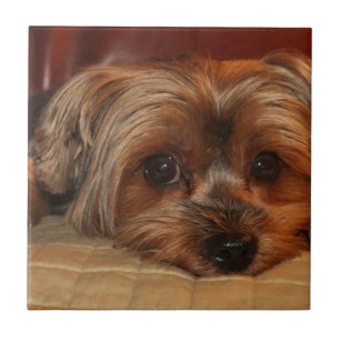 Cute yorkshire terrier dog,yorkie ceramic tile