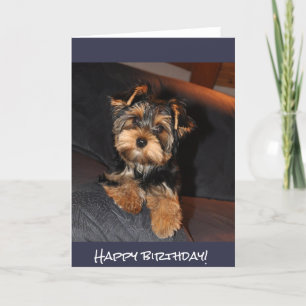 Cute Yorkshire Terrier, Happy birthday! Card