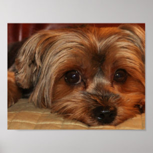 Cute Yorkshire Terrier Poster