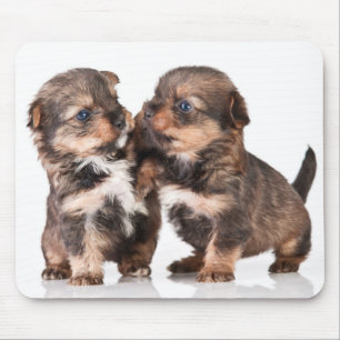 Cute Yorkshire Terrier Puppies Mouse Pad