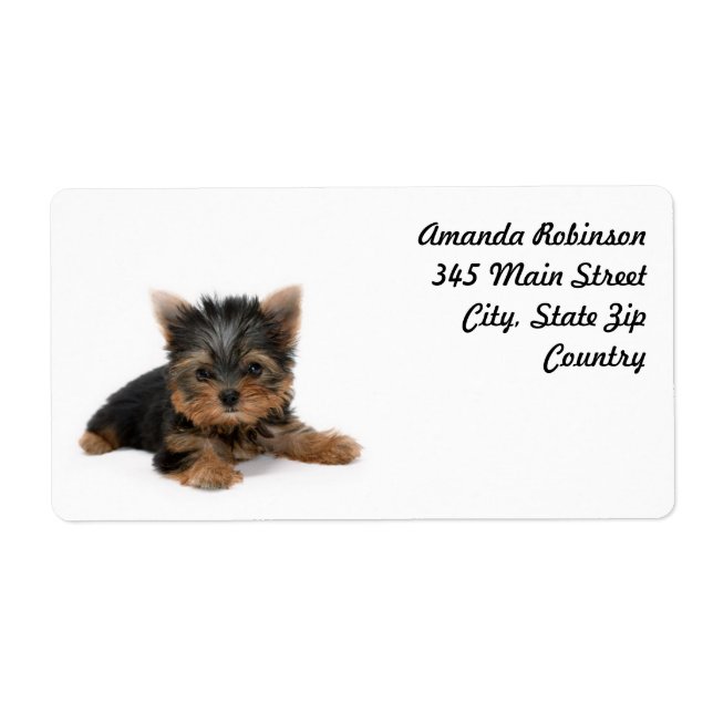 Cute Yorkshire Terrier Puppy (Front)