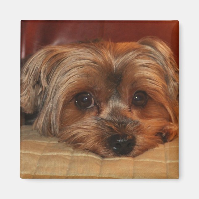 Cute Yorkshire Terrier Puppy Dog Magnet (Front)