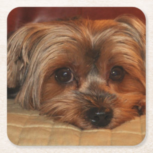 Cute Yorkshire Terrier Puppy Dog Square Paper Coaster