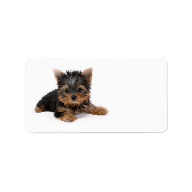Cute Yorkshire Terrier Puppy Label (Front)