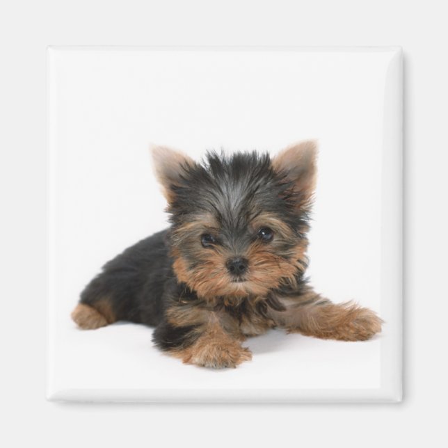 Cute Yorkshire Terrier Puppy Magnet (Front)
