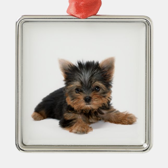 Cute Yorkshire Terrier Puppy Metal Tree Decoration (Front)
