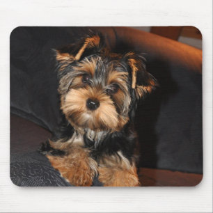 Cute Yorkshire Terrier Puppy Mouse Pad