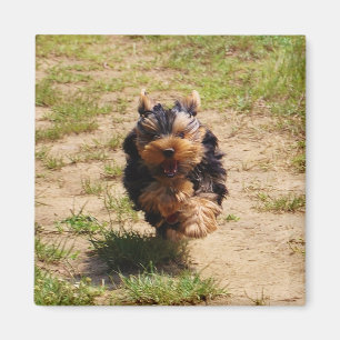 Cute Yorkshire Terrier Puppy  running Magnet